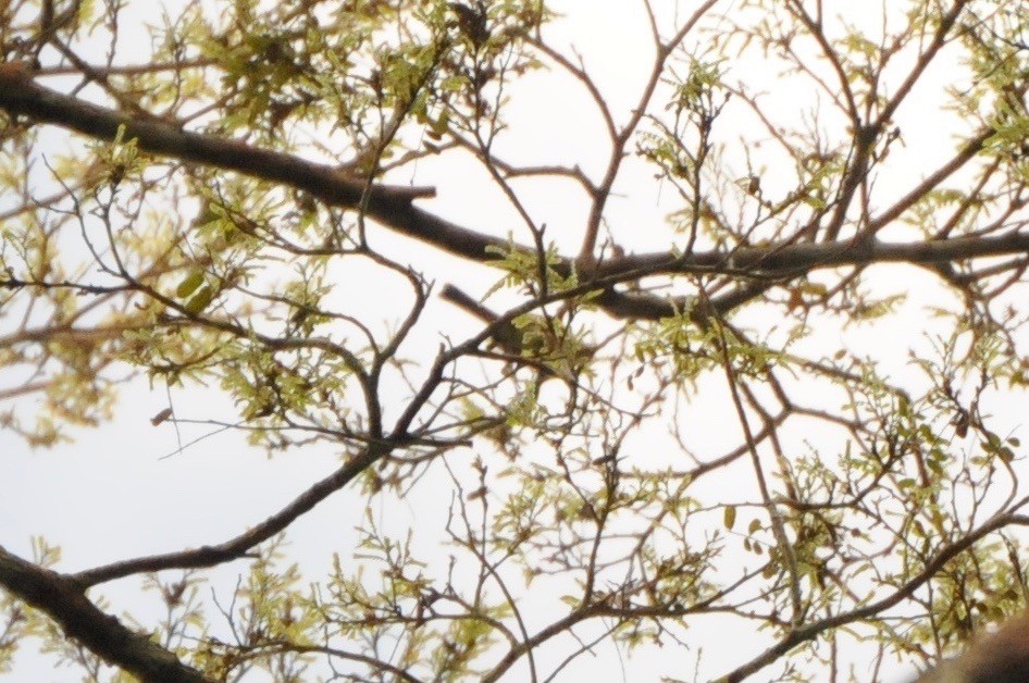 Iquitos Gnatcatcher - ML268283501