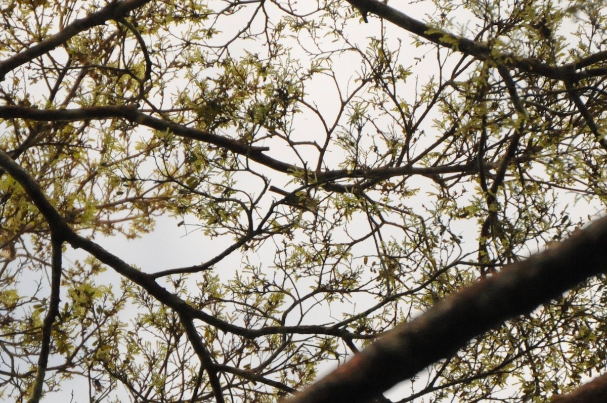 Iquitos Gnatcatcher - ML268283511