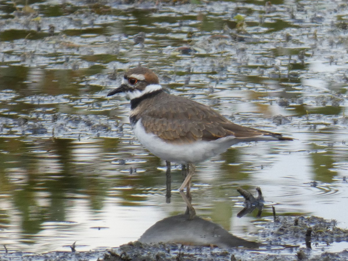 Killdeer - ML268283981