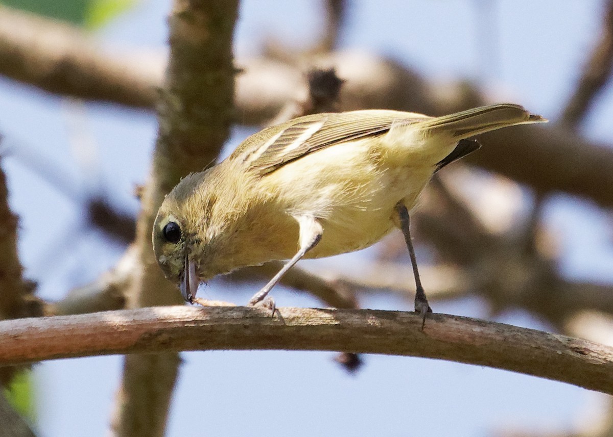Hutton's Vireo - ML268284221