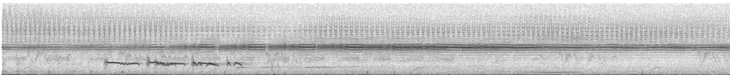 Лінивка-смугохвіст плямистобока (підвид maculatus) - ML268284421