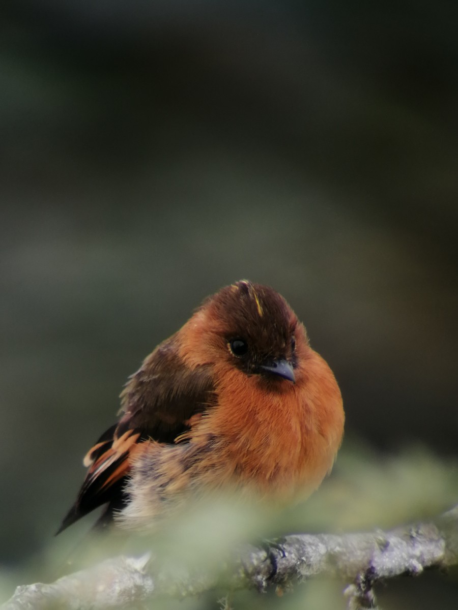 Cinnamon Flycatcher - ML268284551