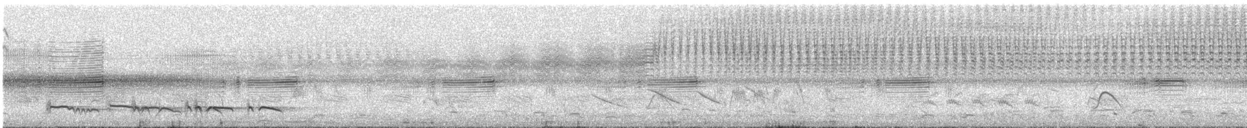 Лінивка-смугохвіст плямистобока (підвид maculatus) - ML268284561