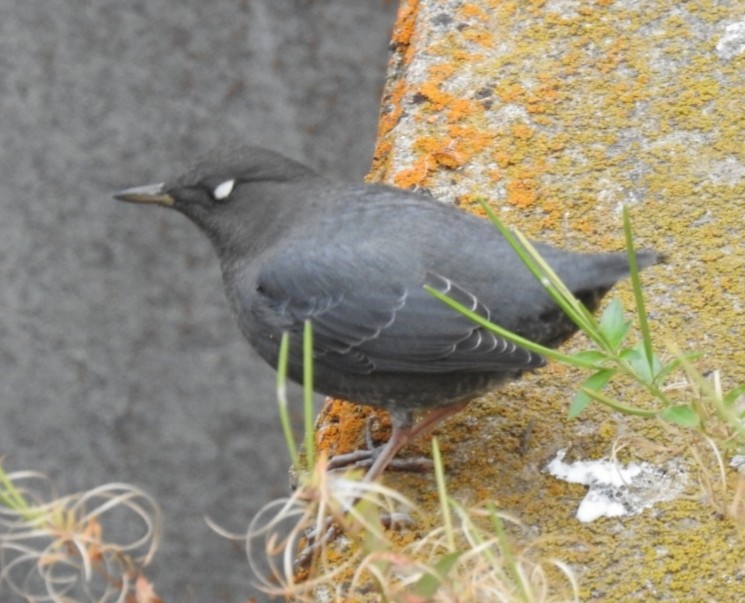 American Dipper - ML268285381