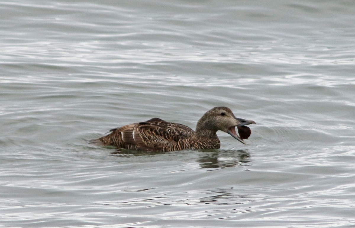 Eider arrunta - ML26828541