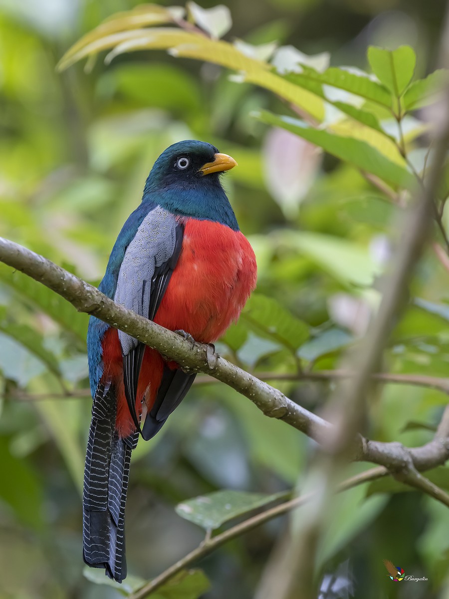 Lattice-tailed Trogon - fernando Burgalin Sequeria