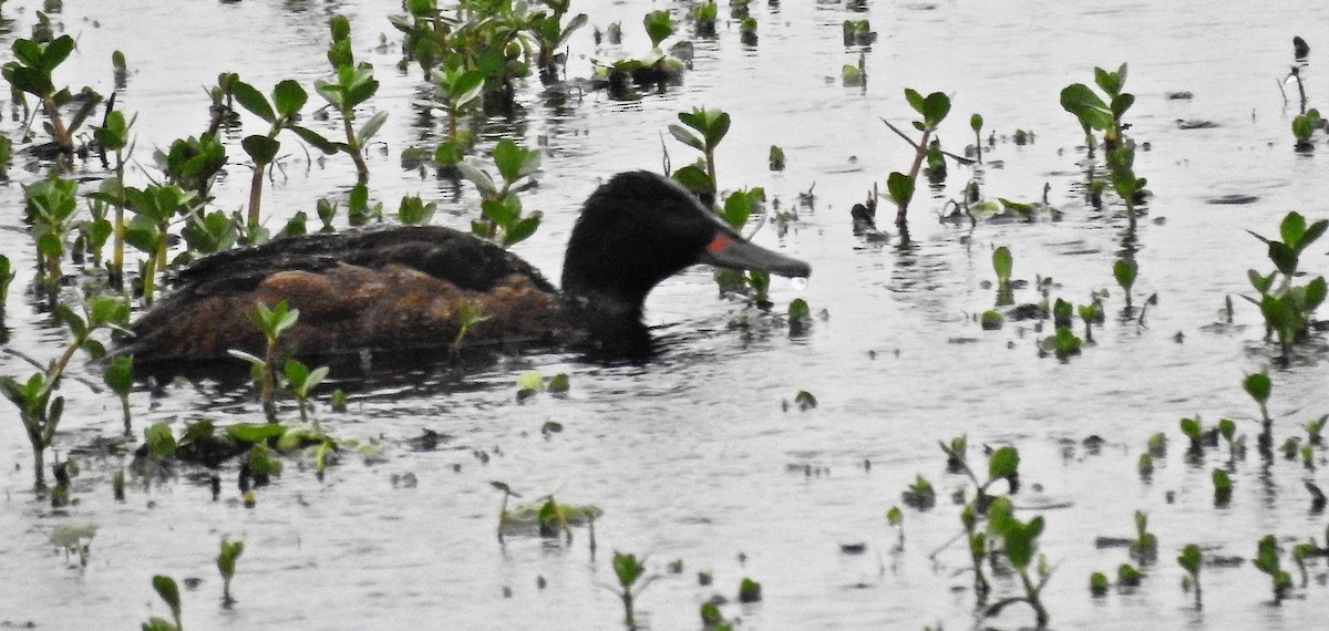 Black-headed Duck - Cláudio Jorge De Castro Filho