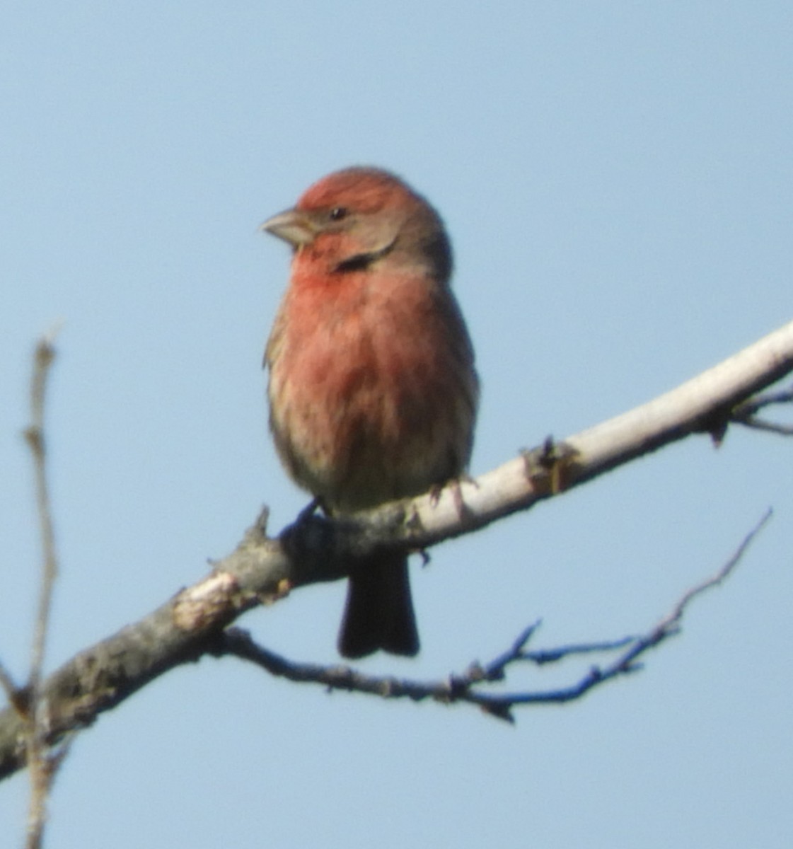 メキシコマシコ - ML268288951