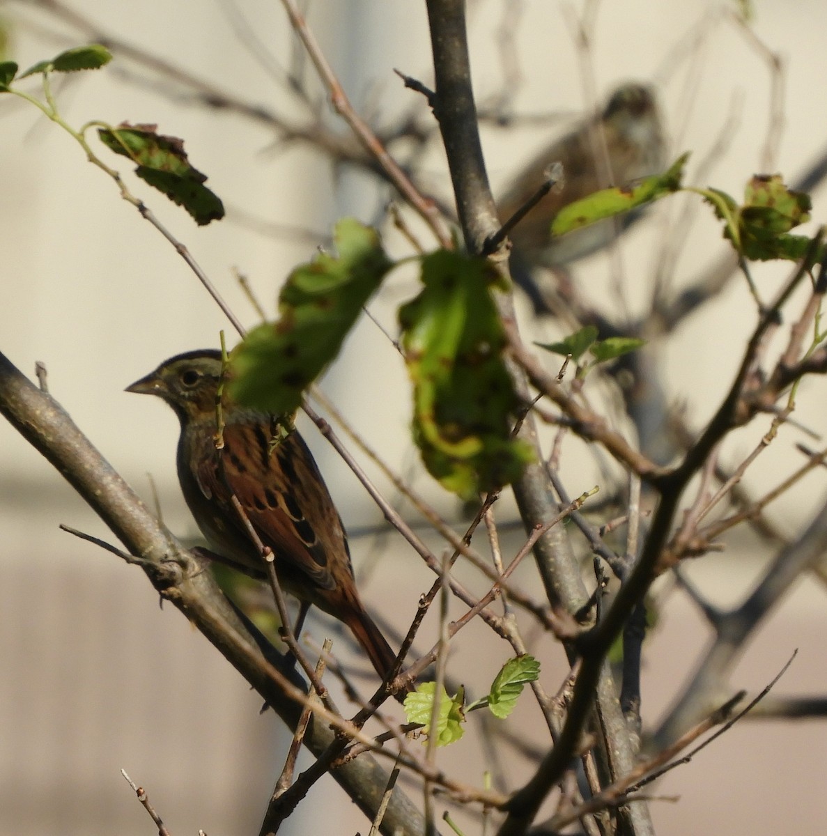 Swamp Sparrow - ML268289191