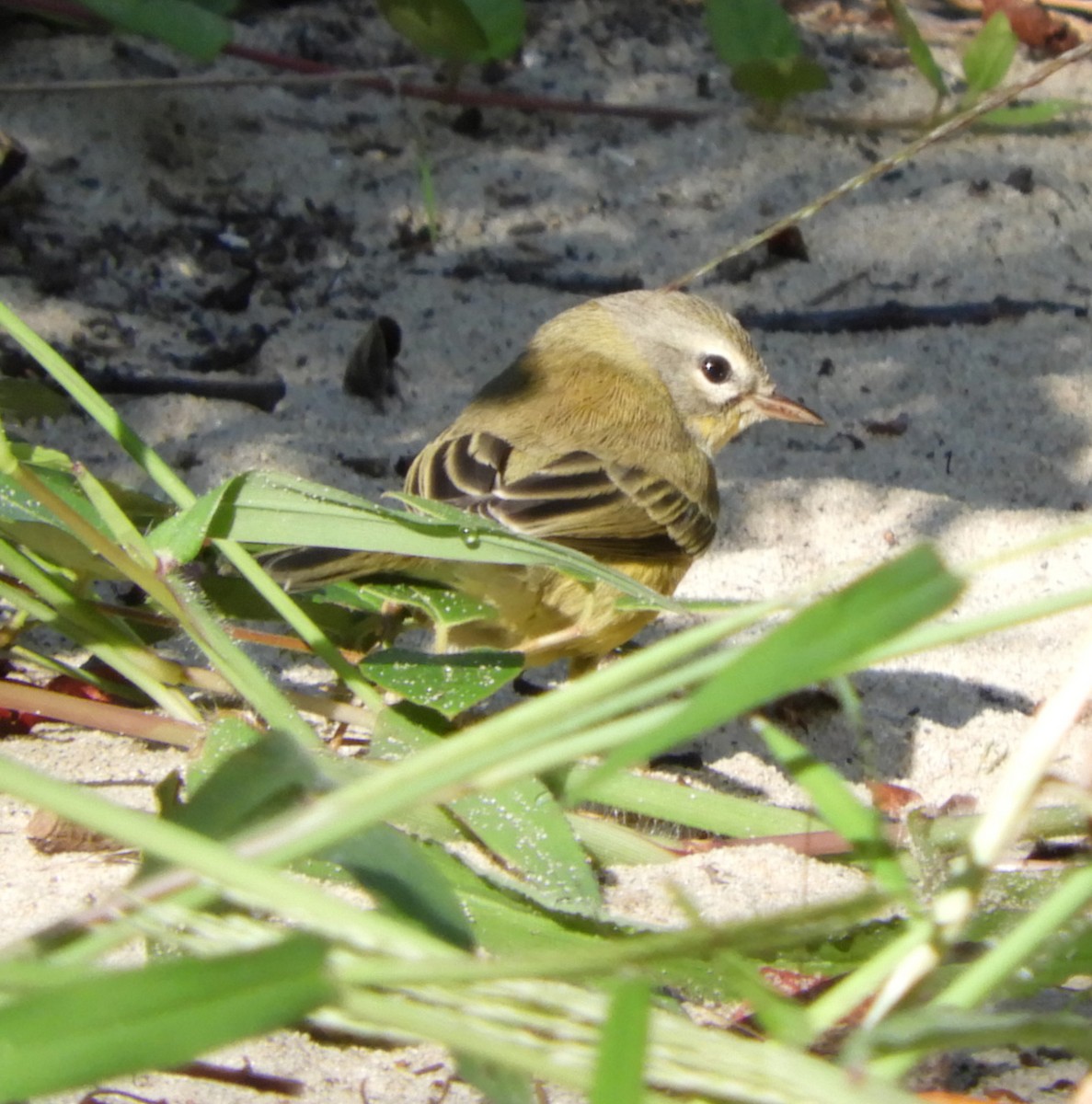 Prairie Warbler - ML268290721