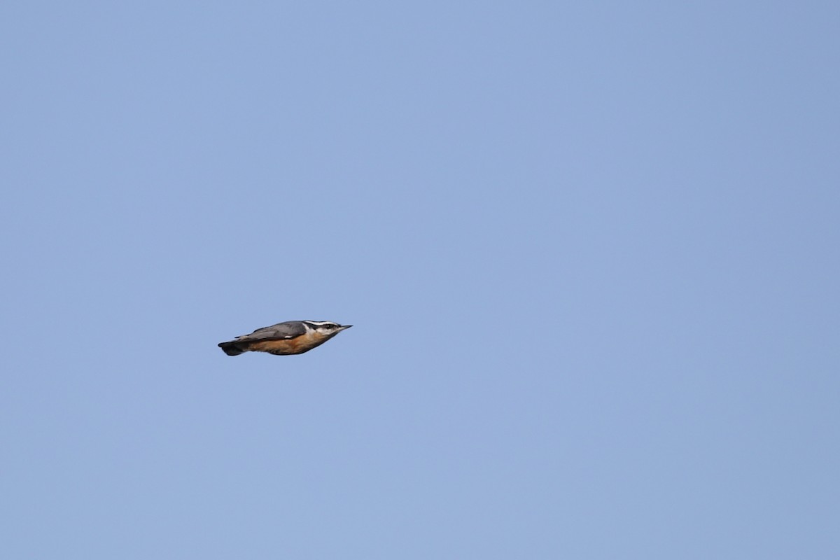 Red-breasted Nuthatch - ML268290851