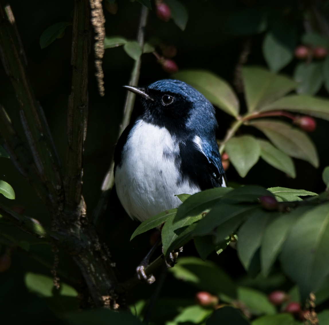 Black-throated Blue Warbler - ML268291421