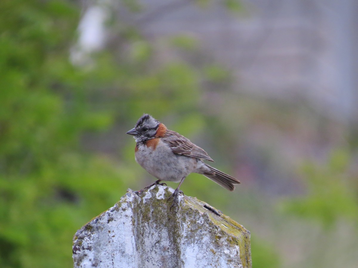 Rufous-collared Sparrow - ML268293101