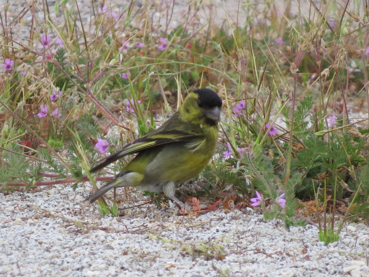 Black-chinned Siskin - ML268295491