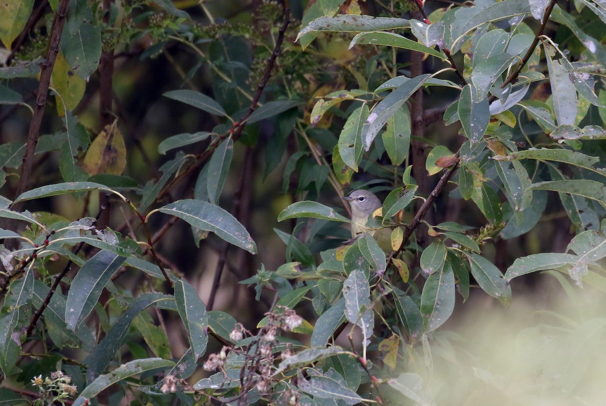 Orange-crowned Warbler (Gray-headed) - ML268295691