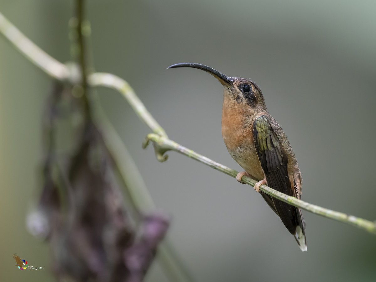 Bronzy Hermit - Fernando Burgalin Sequeria