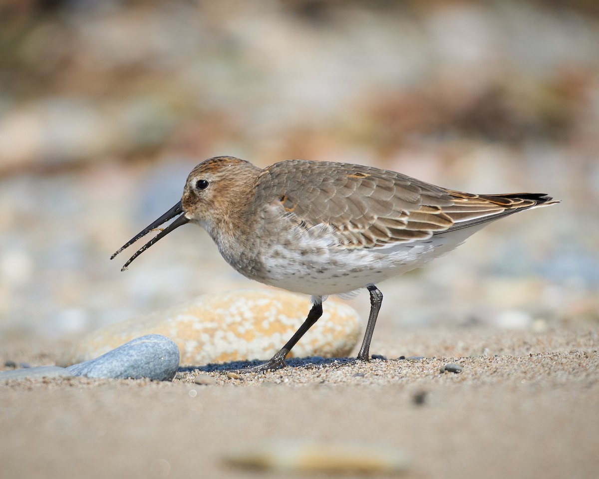 Dunlin - Alex Eisengart