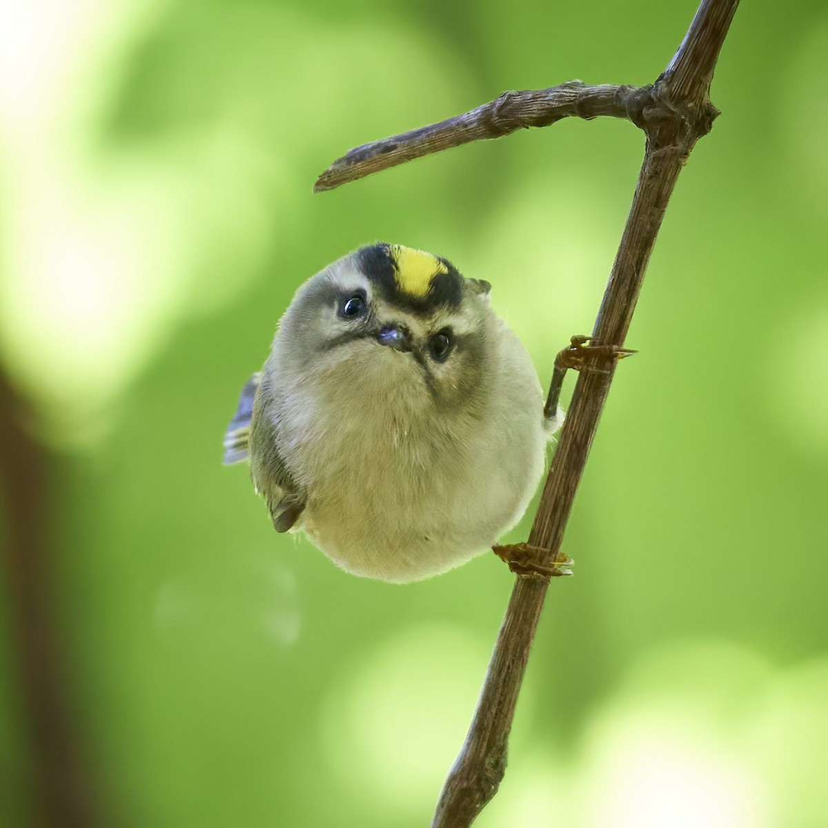 Golden-crowned Kinglet - ML268297051