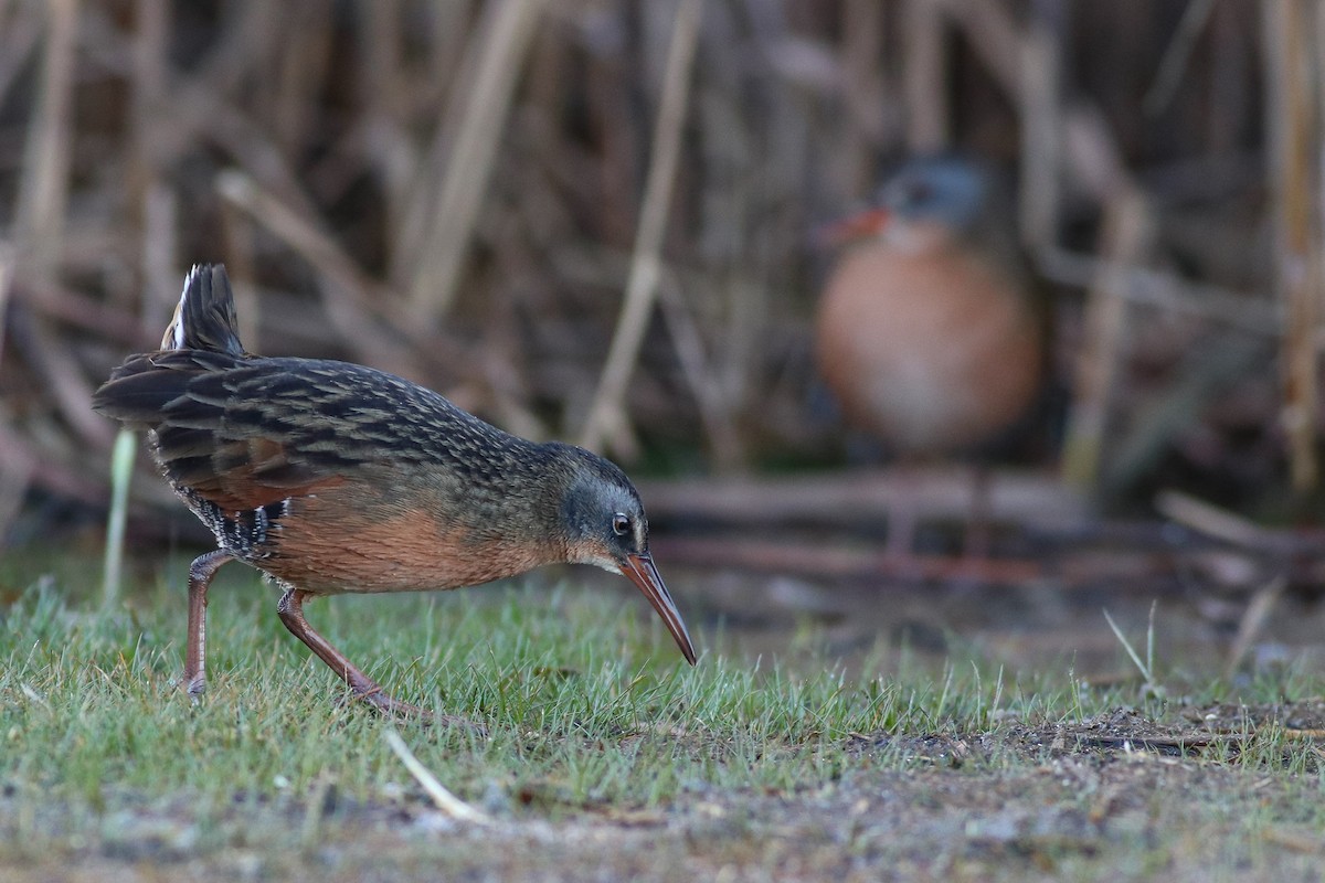 Virginia Rail (Virginia) - ML268297951