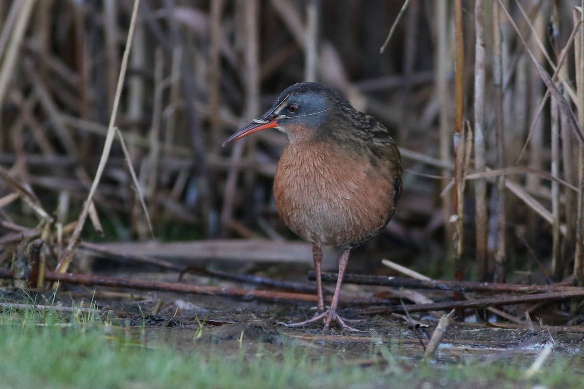 Virginia Rail (Virginia) - ML268297971