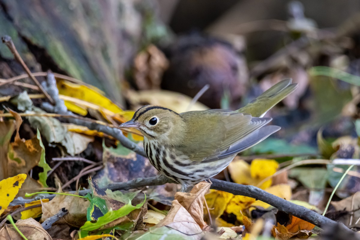 Ovenbird - Donald Dixon