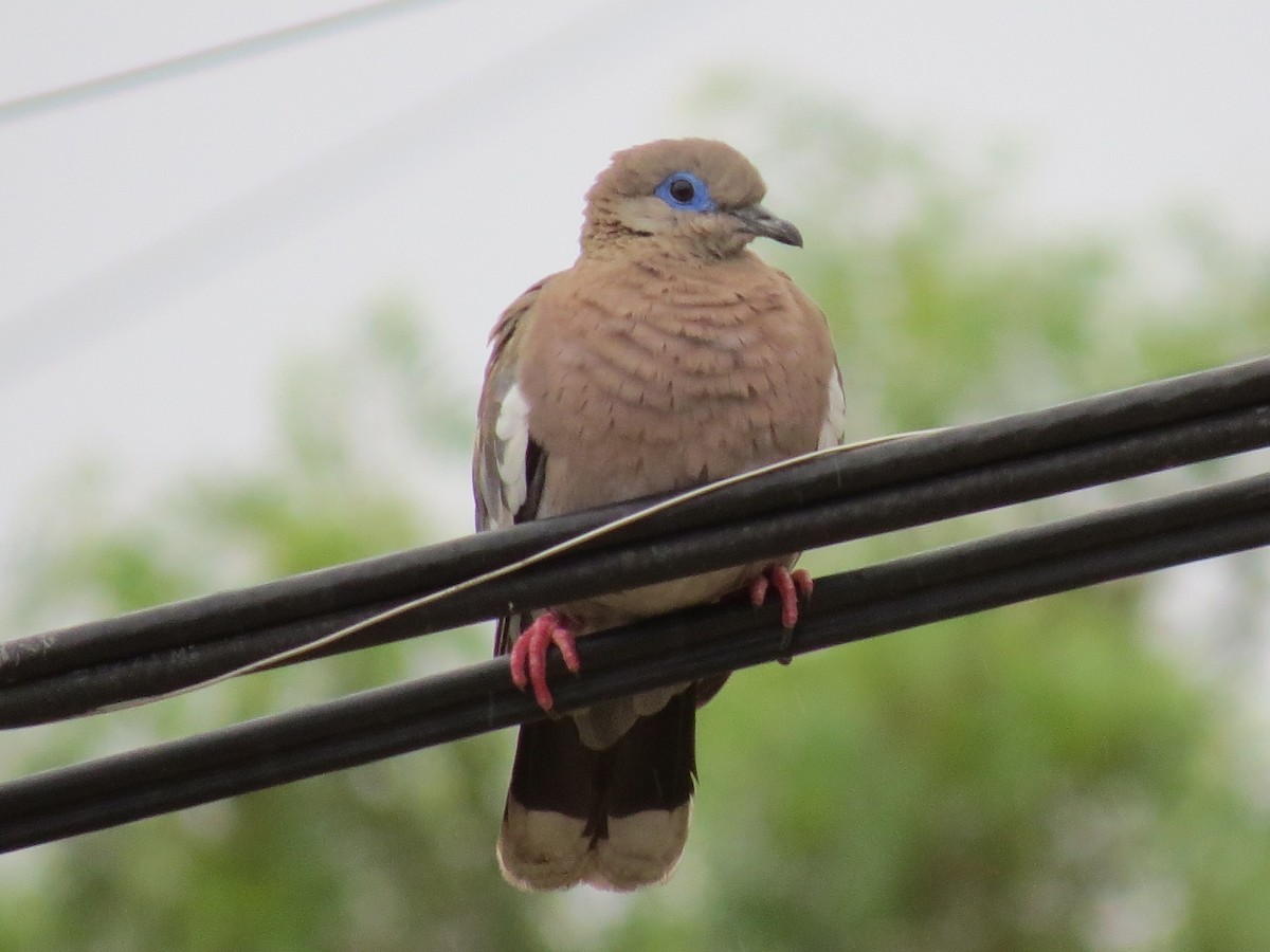 West Peruvian Dove - ML268298281