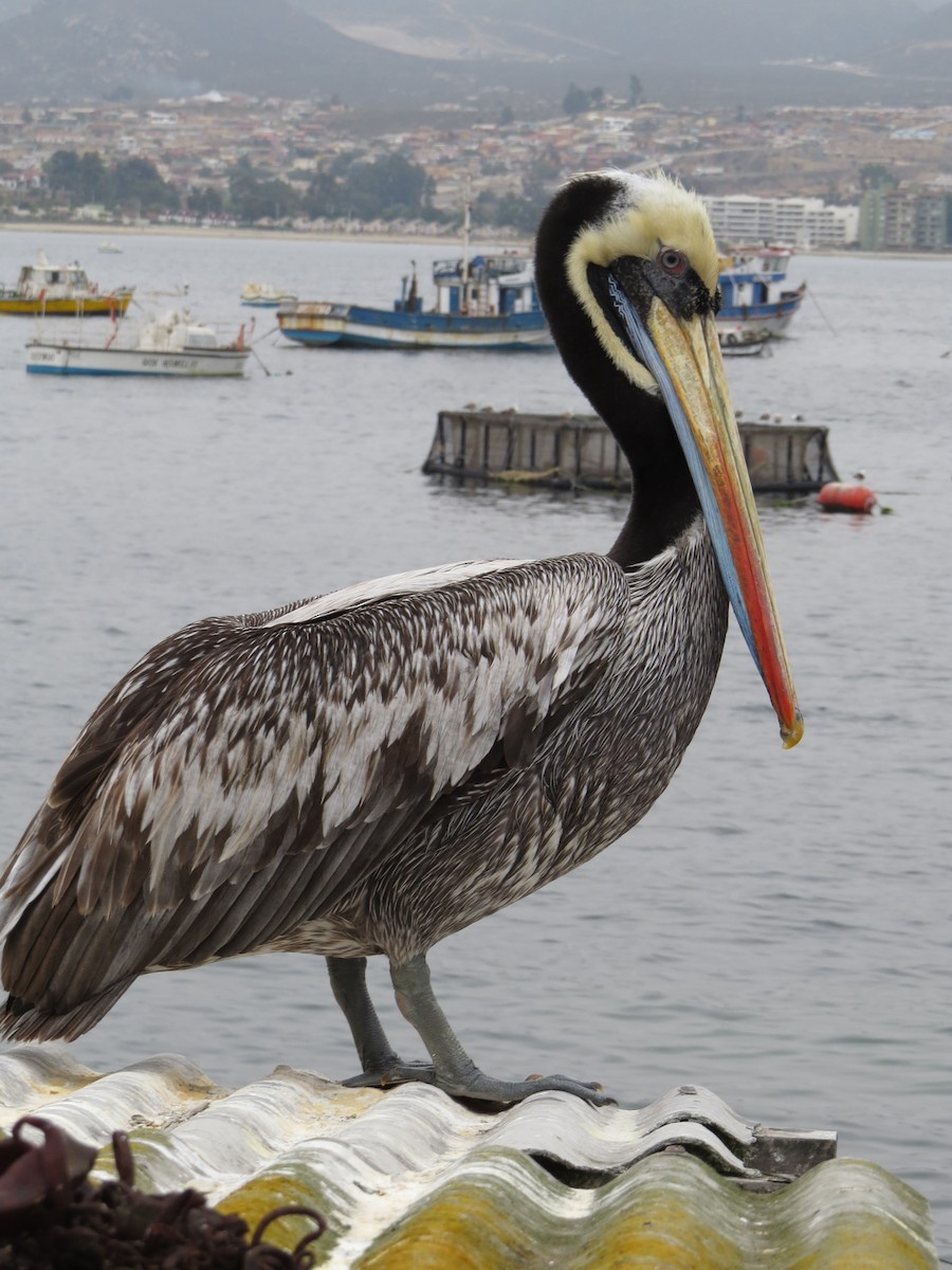 Peruvian Pelican - ML268298471