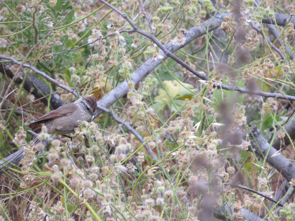 Plain-mantled Tit-Spinetail - ML268298701