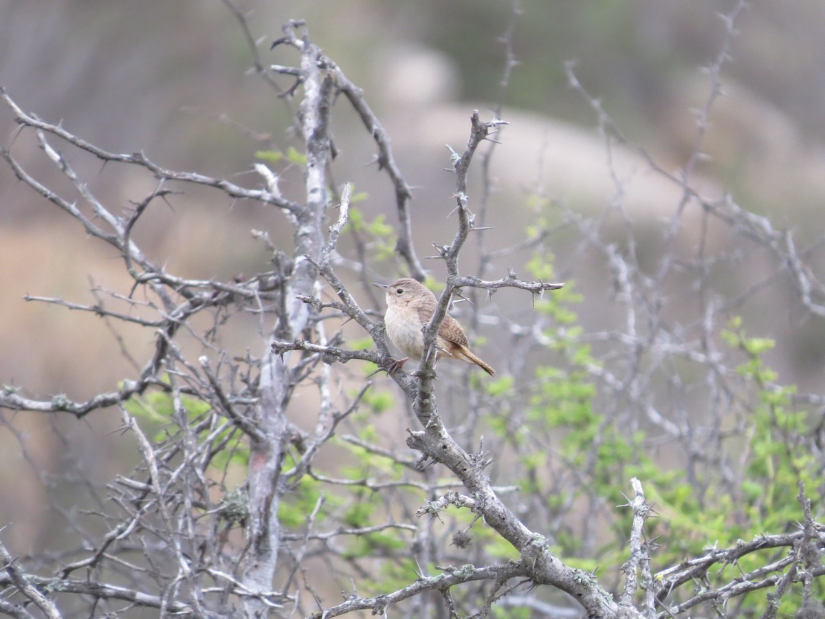 House Wren - ML268298811