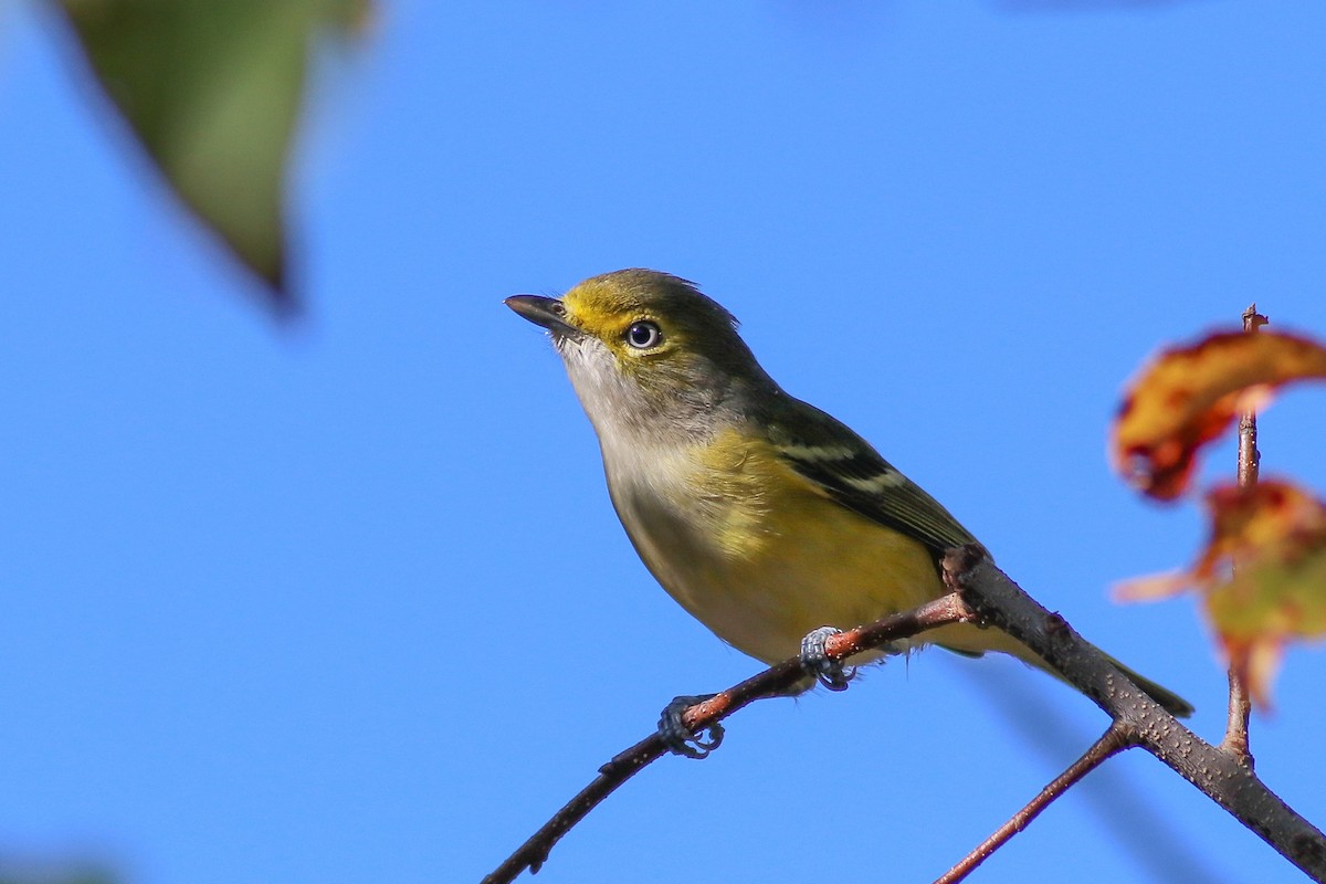 White-eyed Vireo - ML268298911