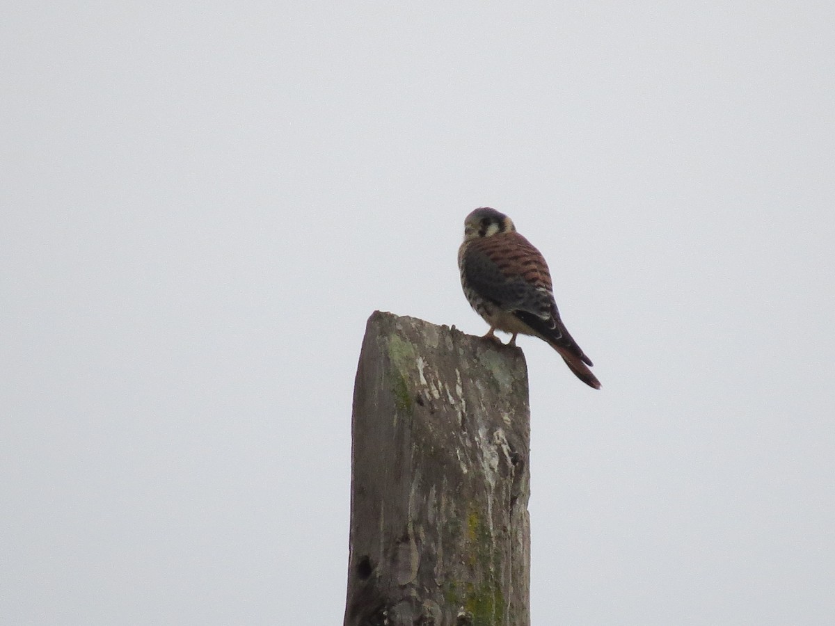 American Kestrel - ML268299561