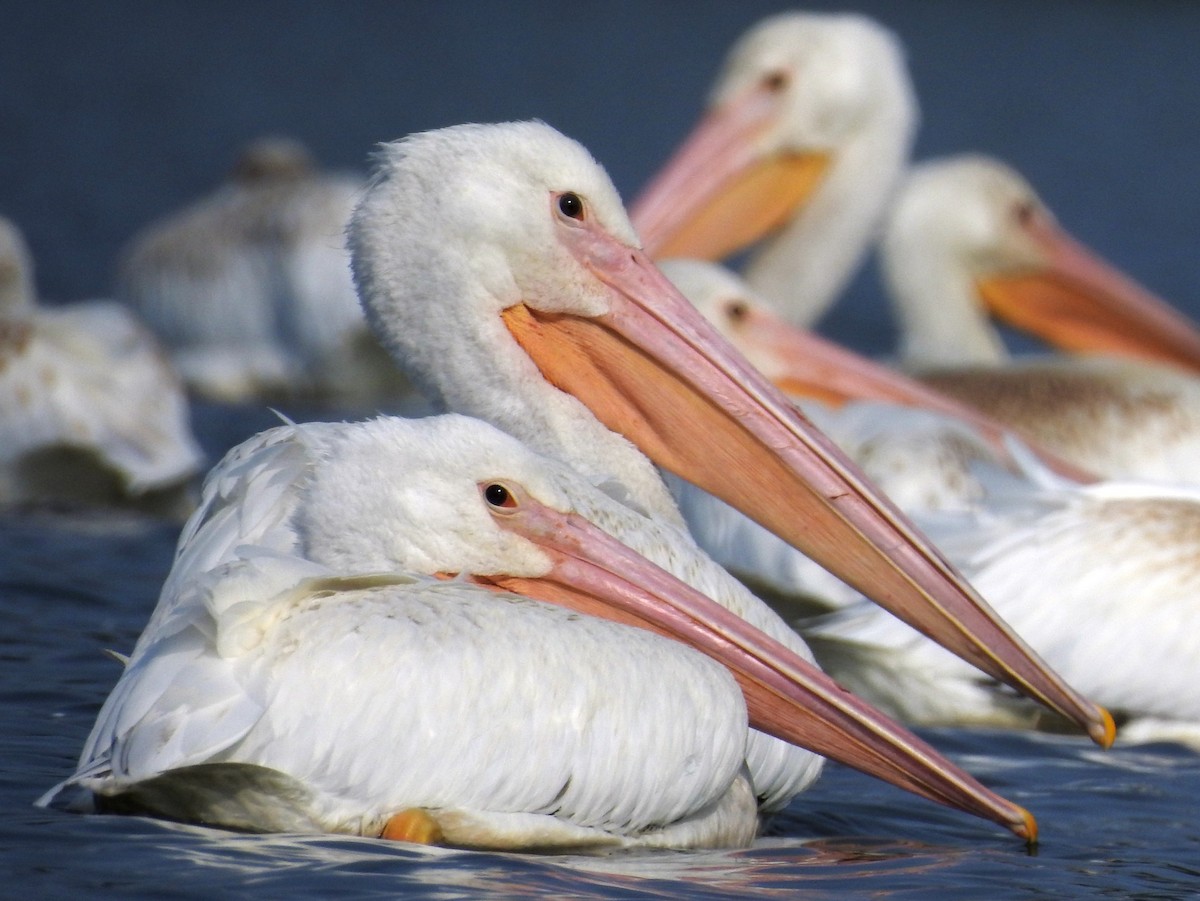 American White Pelican - Kimberley Roll