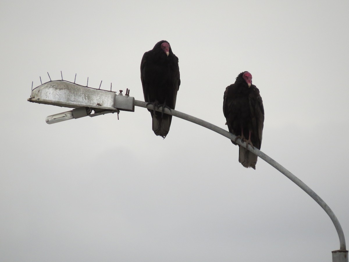 Turkey Vulture - ML268300101