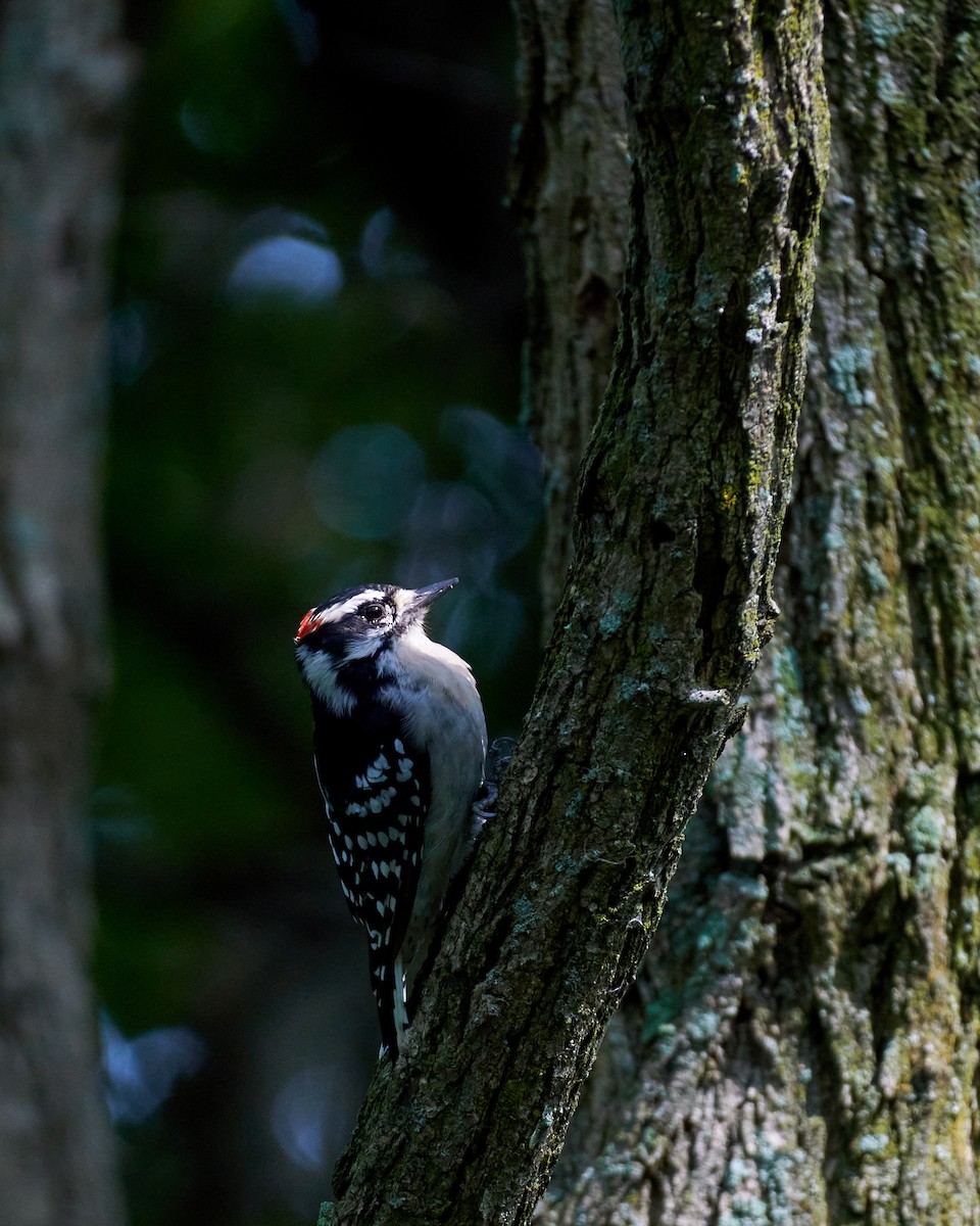 Downy Woodpecker - ML268301261