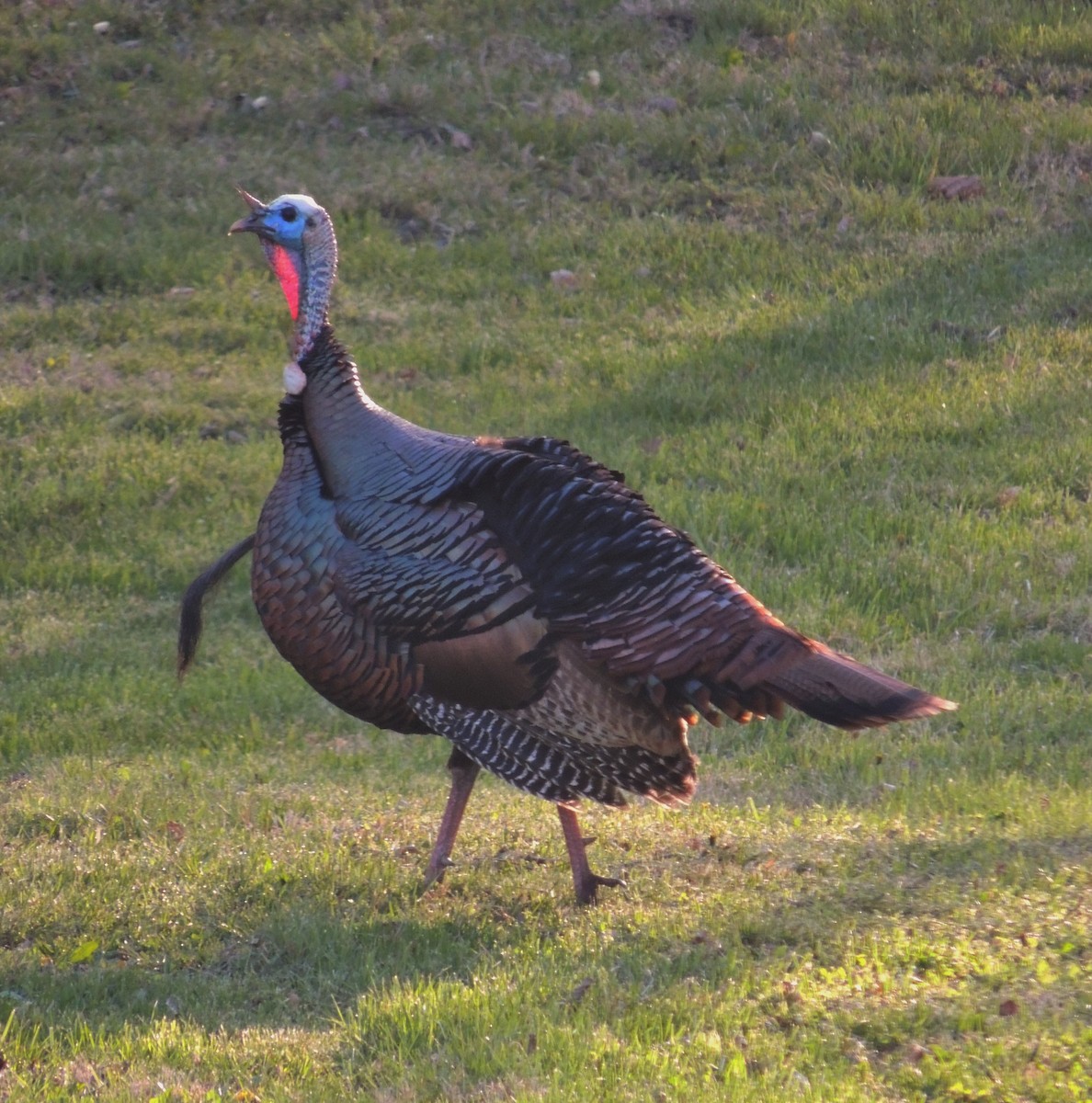 Wild Turkey - Ginny Culver