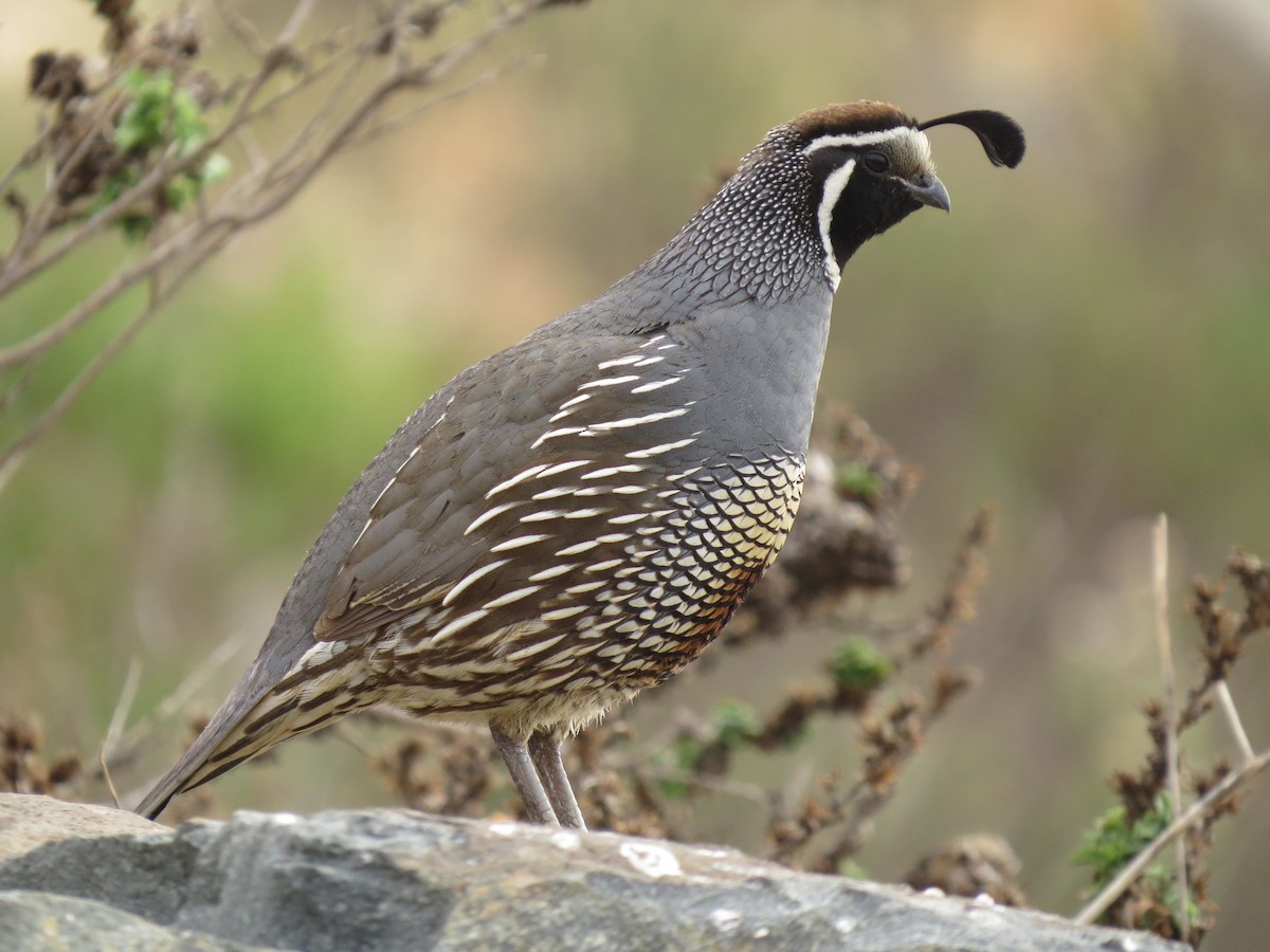 California Quail - ML268301711