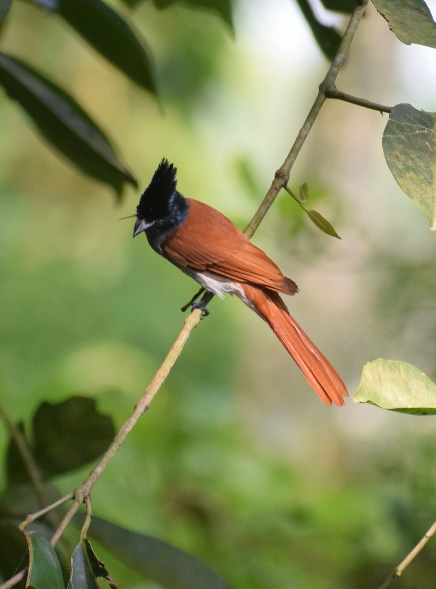 Indian Paradise-Flycatcher - ML268301771