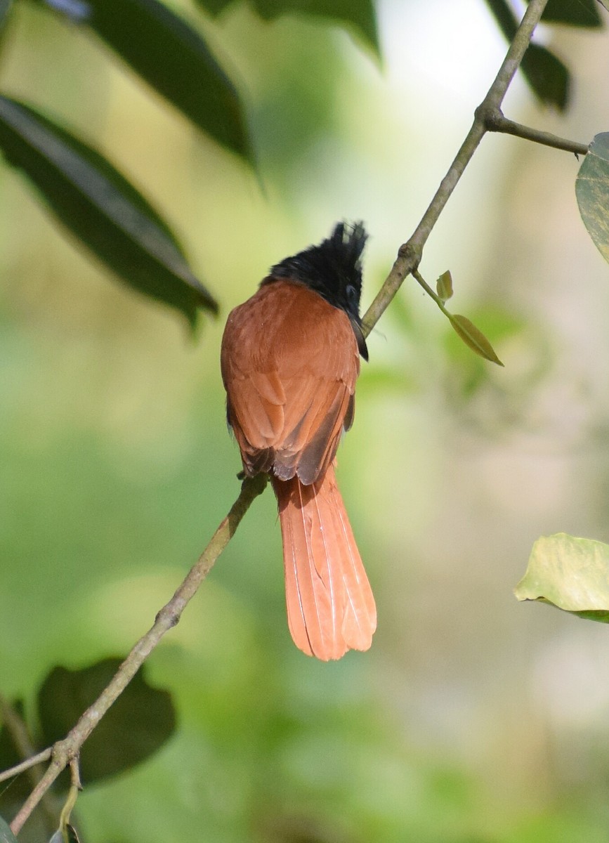 Indian Paradise-Flycatcher - ML268301781