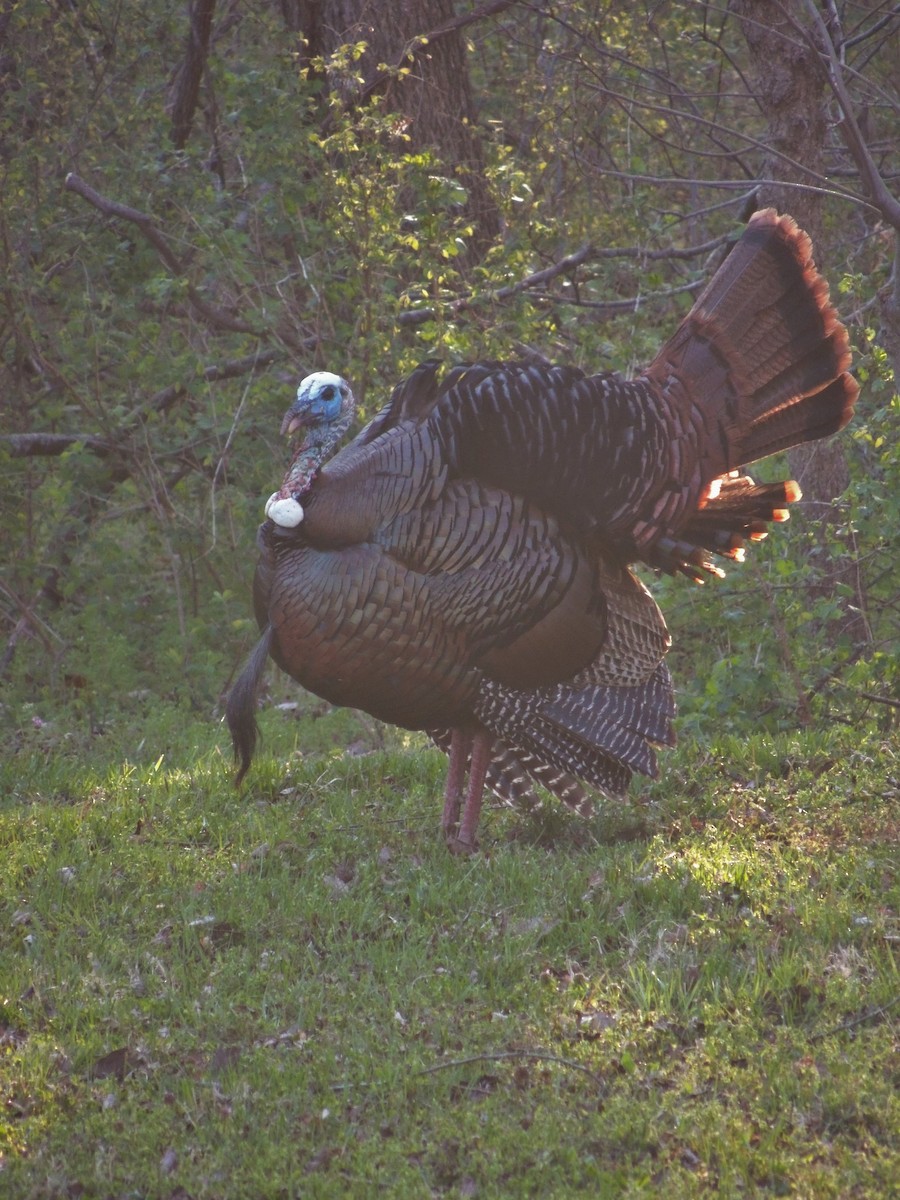 Wild Turkey - ML26830201