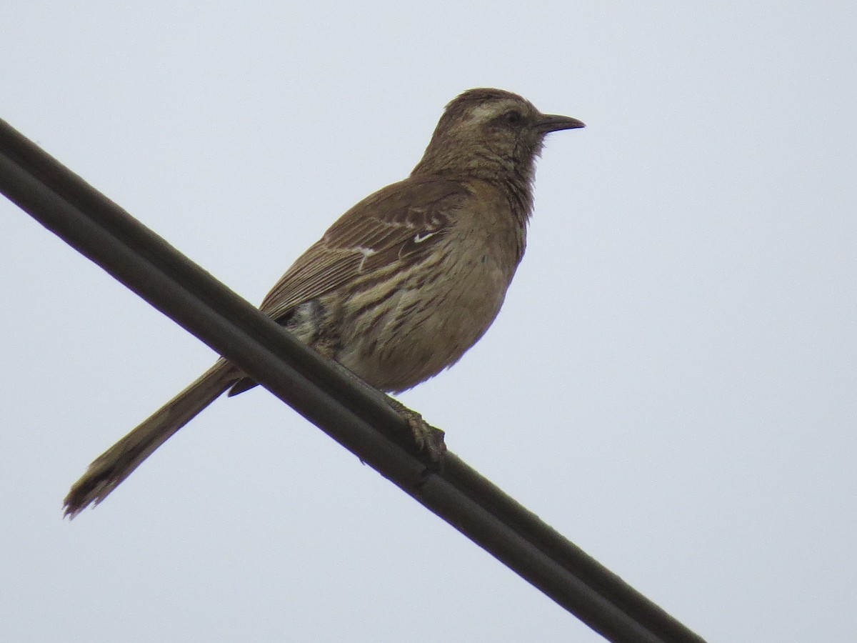 Chilean Mockingbird - ML268302011