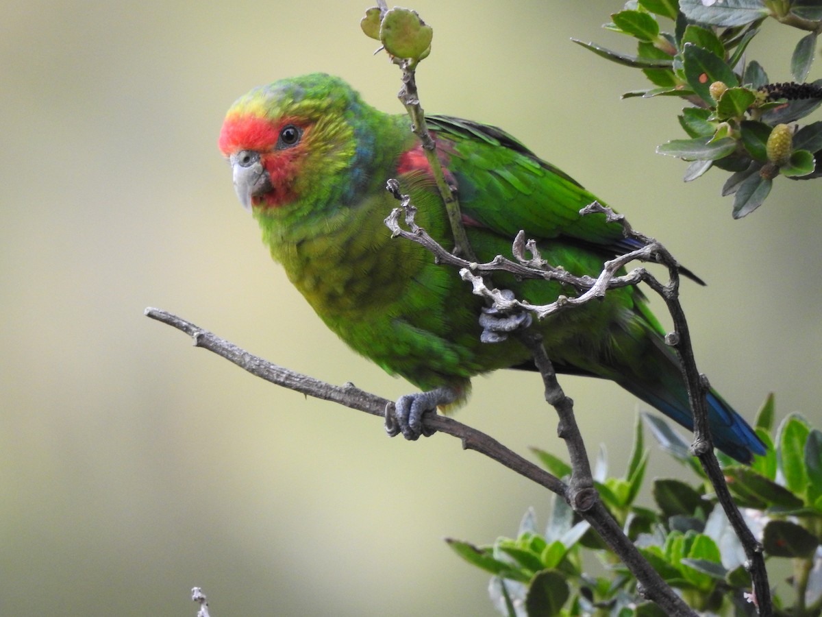 Red-faced Parrot - Ibeth Alarcón
