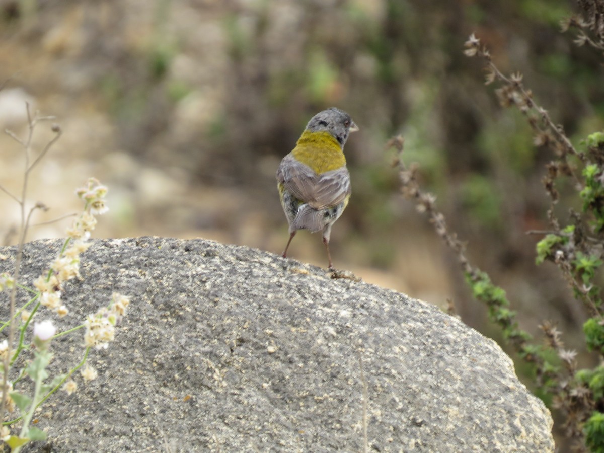 Gray-hooded Sierra Finch - ML268302131