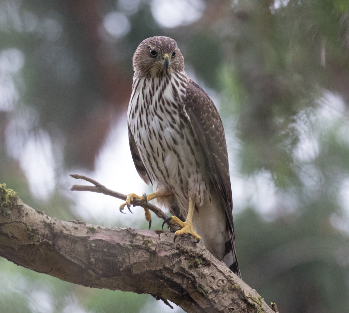 Cooper's Hawk - Ian Burgess