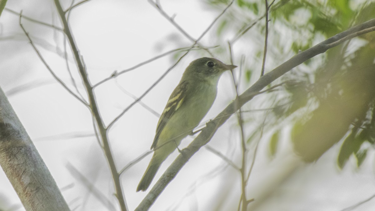 Acadian Flycatcher - ML268305041