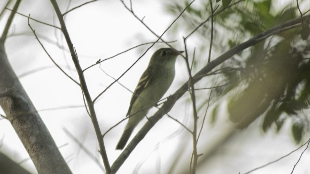 Acadian Flycatcher - ML268305061