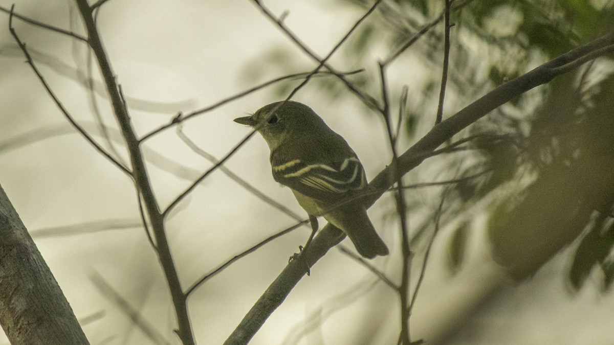 Acadian Flycatcher - ML268305071