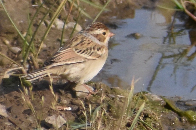 Clay-colored Sparrow - ML268306081