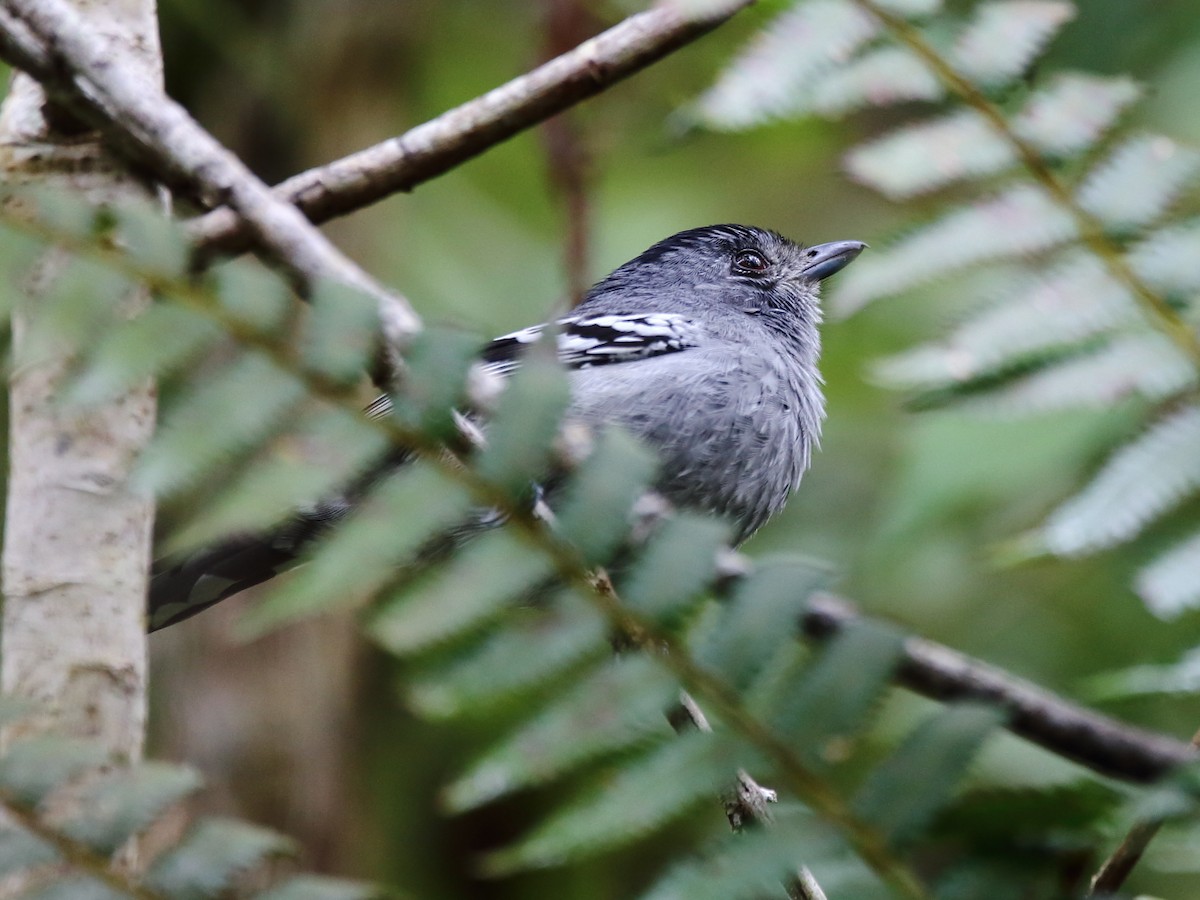 Variable Antshrike - ML268307151