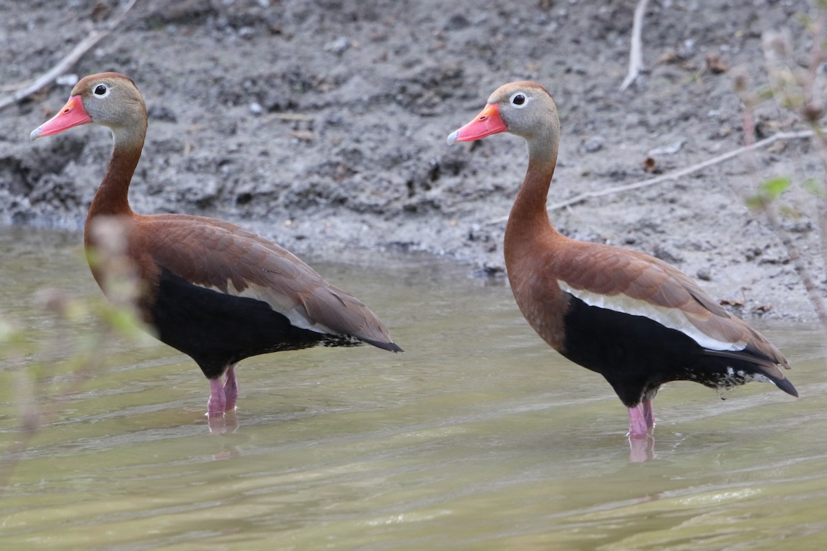 Black-bellied Whistling-Duck - Bradley Hacker 🦜