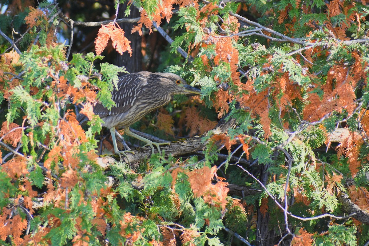 Black-crowned Night Heron - ML268309671